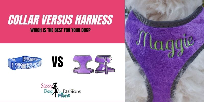 Collar Versus Harness: Which Is The Best For Your Dog? - Sassy Dog Fashions